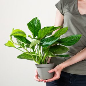 Monstera 'Pinnatipartita'