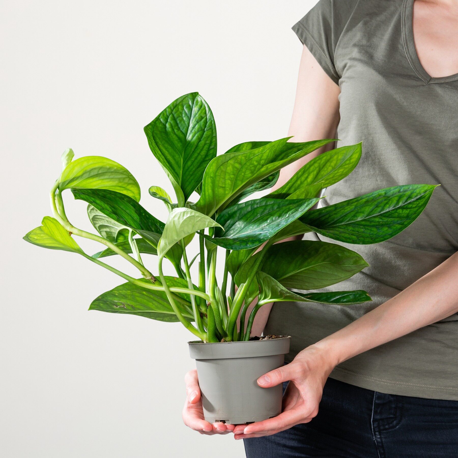 Monstera 'Pinnatipartita'