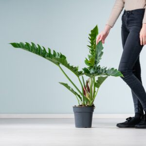 Philodendron 'Narrow' XL