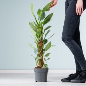 Philodendron 'Silver Queen' mit Rankhilfe