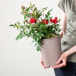 Zwergrose 'Chili Clementine®'