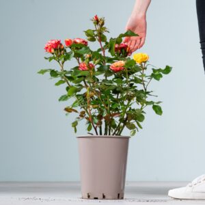 Zwergrose 'Tropical Clementine®'
