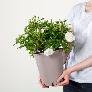Zwergrose 'White Babyflor®'