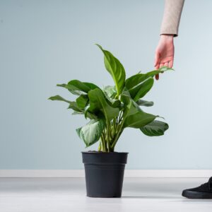 Aglaonema 'Silver Bay' M