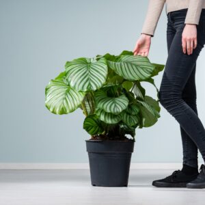 Calathea 'Orbifolia' L
