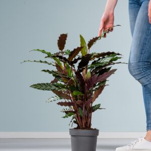 Calathea 'Wavestar'