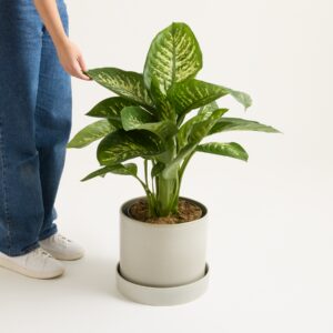Dieffenbachie 'Reeva'