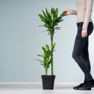 Drachenbaum 'Cintho'