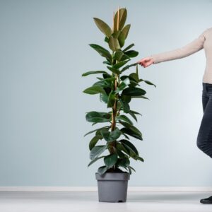 Ficus 'Robusta' XXL