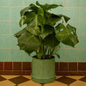 Monstera 'Deliciosa' M