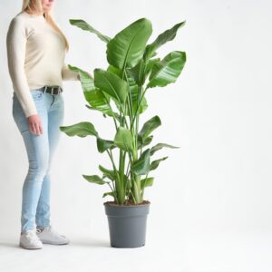 Strelitzie 'Nicolai' XL