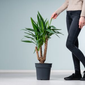 Yucca-Palme L