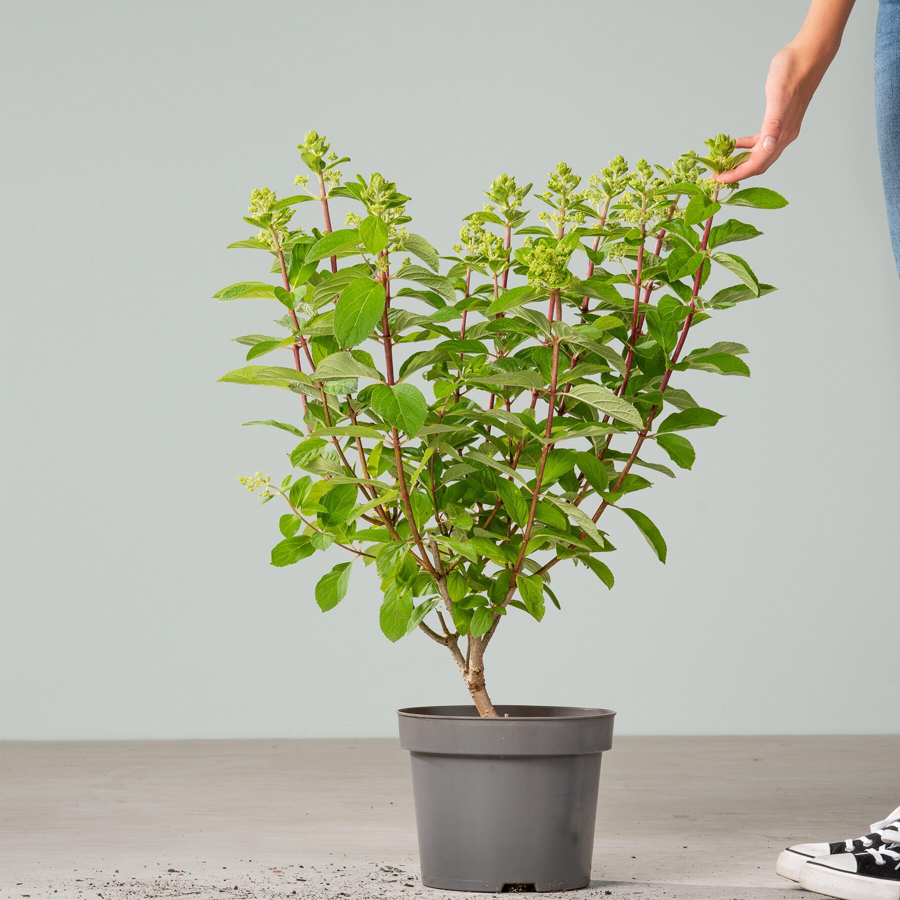 Rispenhortensie 'Baby Lace®'