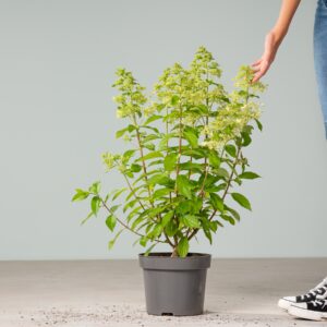 Rispenhortensie 'Confetti®'