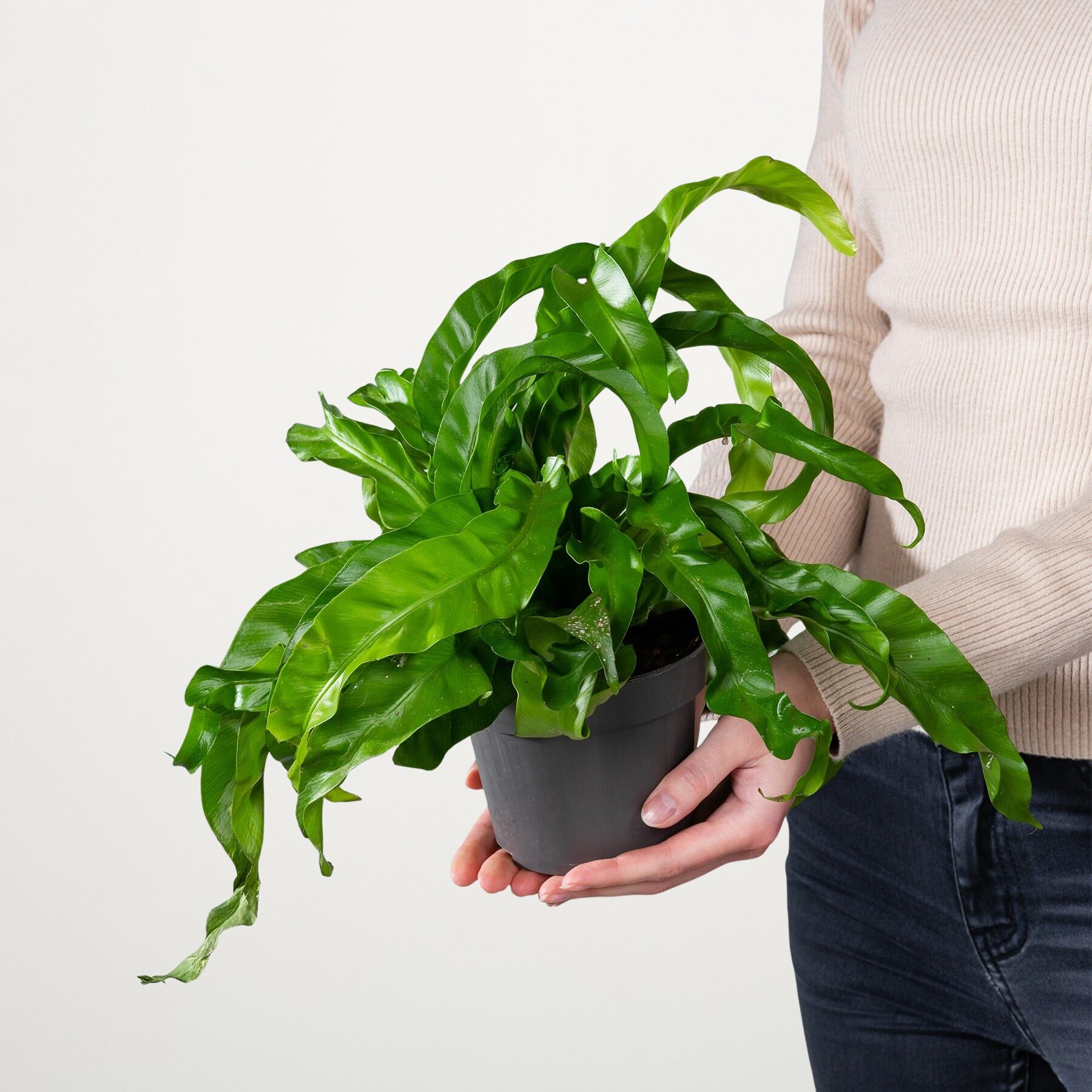 Asplenium 'Hurricane' – Bild 2