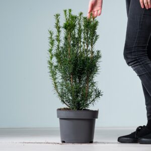 Bechereibe 'Hicksii' M