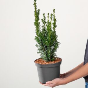 Bechereibe 'Hillii'