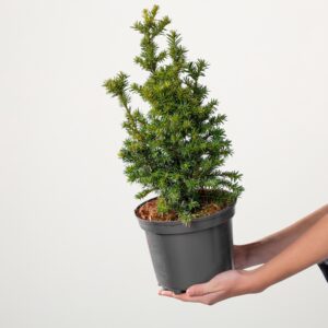 Eibe 'Golden Crown'