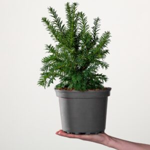 Eibe 'Semperaurea'