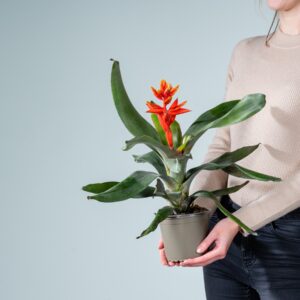 Aechmea 'Pepita Elegant Flames'