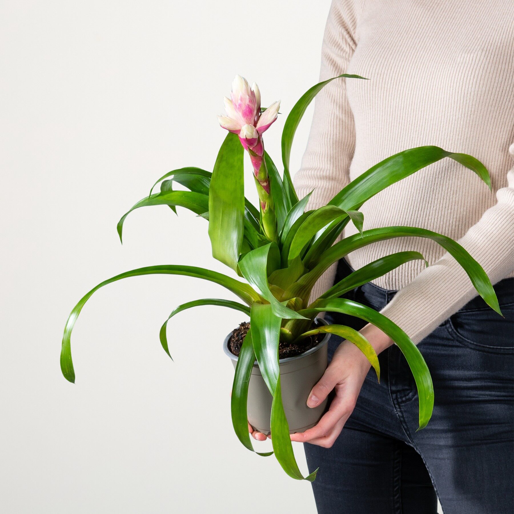 Guzmania 'Candy' – Bild 2