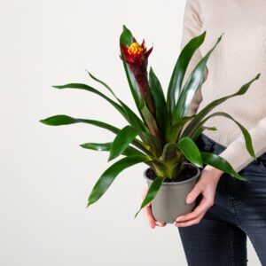 Guzmania 'Akabar'