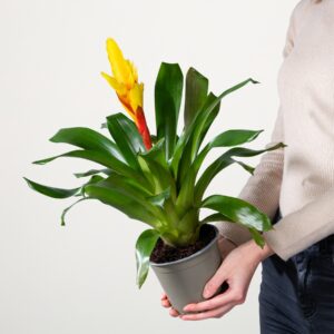 Vriesea 'Intenso Yellow'