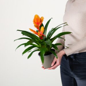 Vriesea 'Intenso Orange'