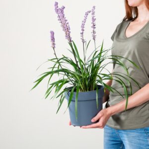 Glöckchentraube 'Ingwersen'