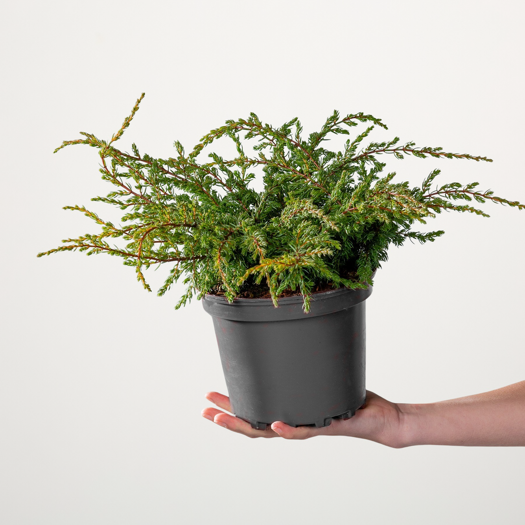 Heidewacholder 'Repanda'