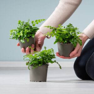 Asplenium 'Parvati' - 3 Stück
