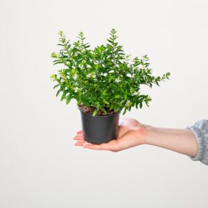 Weiße Japanische Scheinmyrthe - 6 Stück