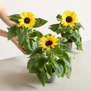 Sonnenblumen - 3 Stück
