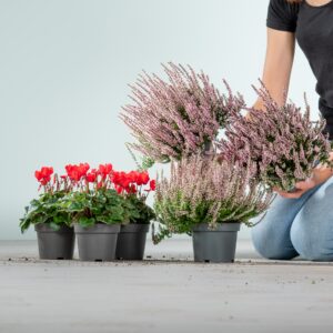 Knospenheide Rosa & Alpenveilchen Rot Mix - 6 Stück