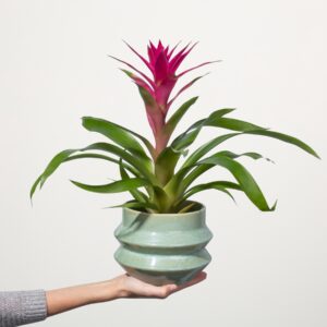 Guzmania 'Viola'