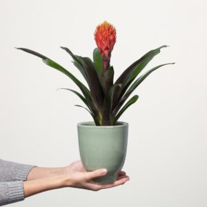 Guzmania 'Tala'