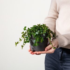 BIO Pilea 'Depressa'