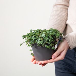 BIO Pilea 'Glauca'