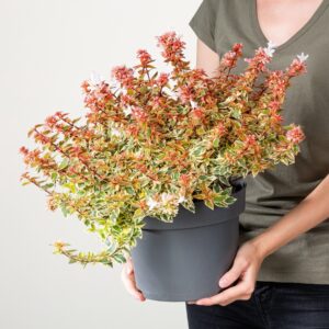 Abelie 'Lady Peach'