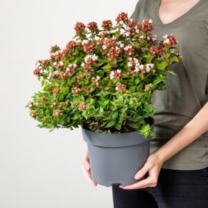 Abelie 'Lady Summerdream'