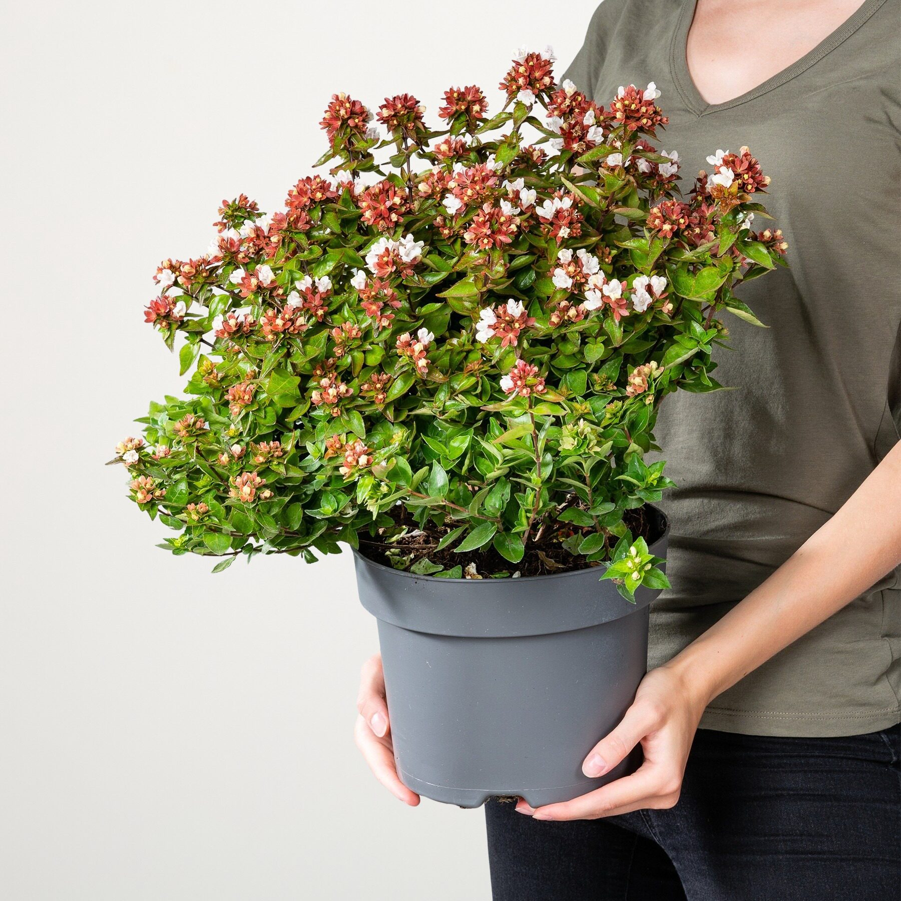 Abelie 'Lady Summerdream'