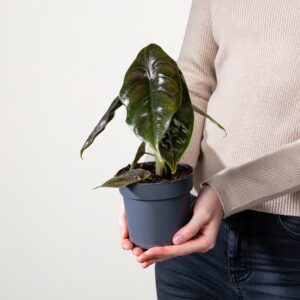Alocasia 'Chameleon'