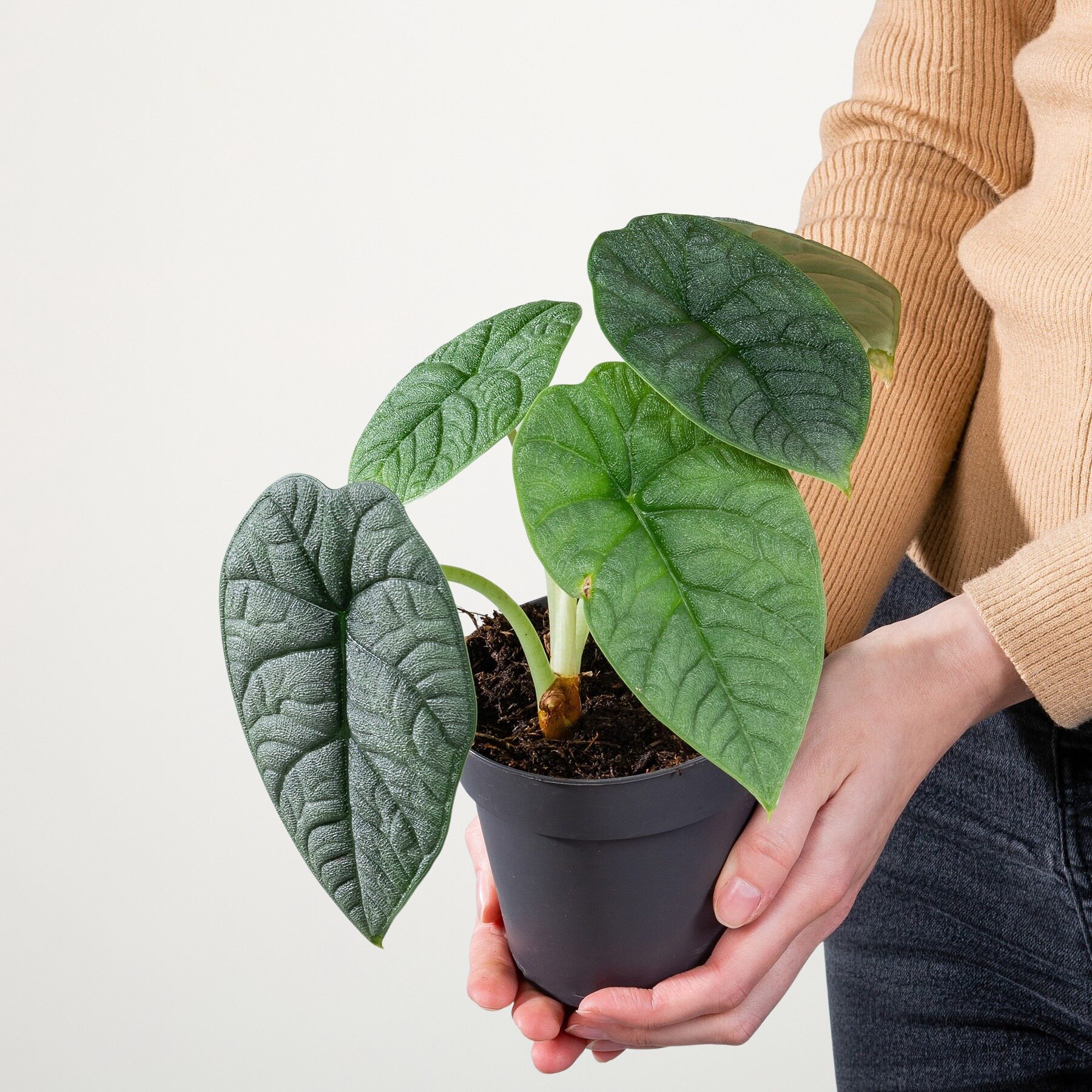 Alocasia 'Melo'