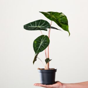 Alocasia 'Pink Dragon' S