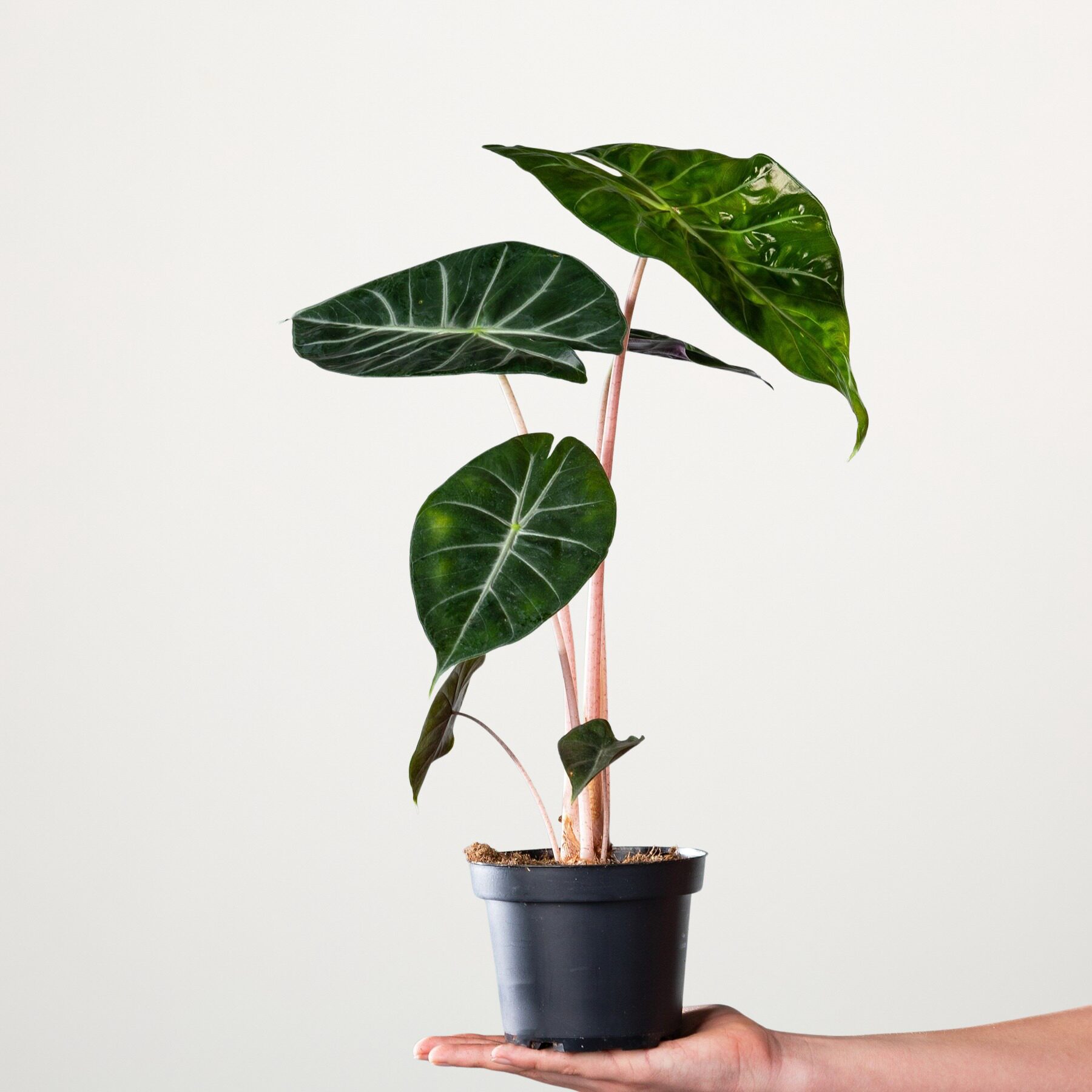 Alocasia 'Pink Dragon' S