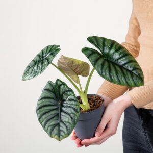 Alocasia 'Silver Nebula'