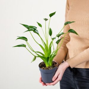 Alocasia 'Tiny Dancer'