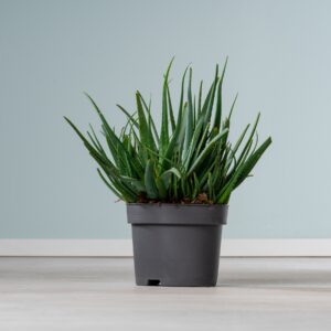 Aloe 'Safari Sunrise' M