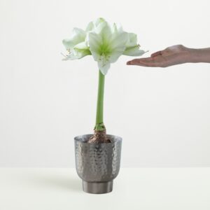 Amaryllis 'Arctic'