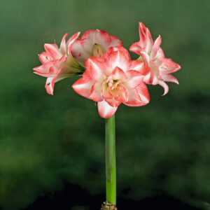 Amaryllis 'Blossom Peacock'